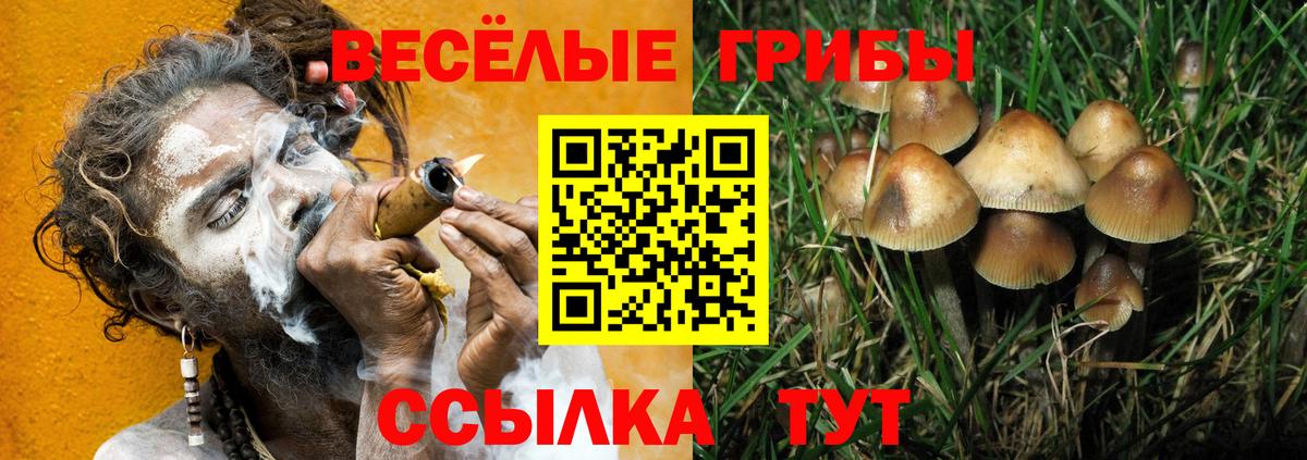 Луга  Галлюциногенные грибы Psilocybine cubensis  Вход с VPN  купить  цена  Псилоцибиновые грибы Psilocybine cubensis 